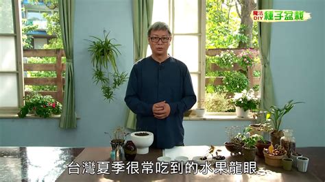 火龍果種子|種子盆栽DIY教學